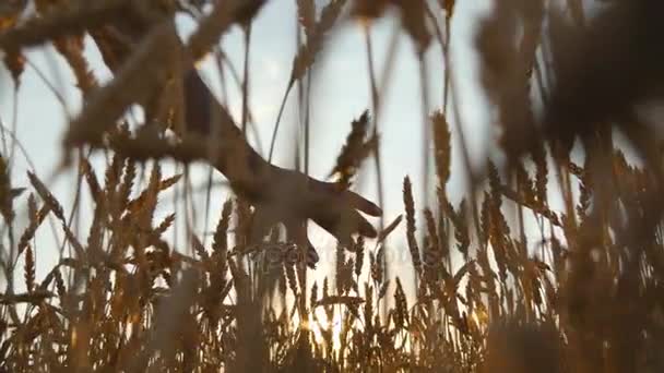 Mano masculina moviéndose sobre el trigo creciendo en el campo. Campo de grano maduro y mans mano tocando trigo en campo de verano. Hombre caminando a través del campo de trigo, tocando espigas de trigo al atardecer — Vídeo de stock