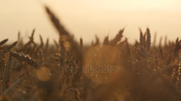 Campo de trigo maduro al atardecer. Trigo dorado en verano al amanecer. Espigas doradas y maduras de trigo contra el cielo. Alimentos ecológicos en la granja — Vídeos de Stock