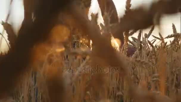 Mão masculina movendo-se sobre o trigo crescendo no campo. Jovem correndo pelo campo de trigo, visão traseira. Campo de grãos maduros e homens mão tocando trigo no campo de verão ao pôr do sol — Vídeo de Stock