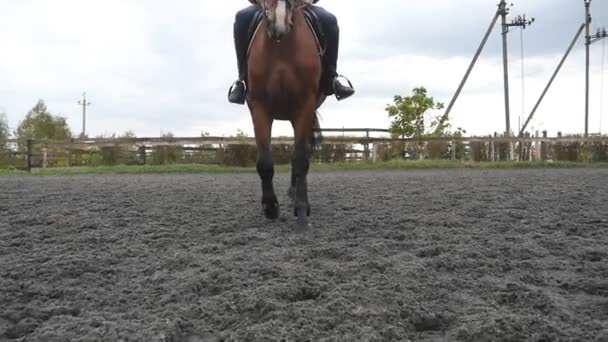 Pé de cavalo a correr na areia. Close up de pernas de garanhão galopando no chão enlameado molhado. Movimento lento. Vista frontal — Vídeo de Stock