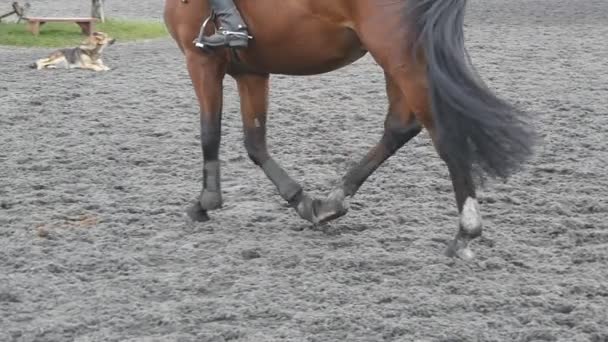 Pie de caballo caminando sobre la arena y empezando a correr. Primer plano de las piernas que van en el suelo lodoso húmedo en Manege en la granja y comenzar a correr. Siguiendo por semental. Primer plano: cámara lenta — Vídeo de stock