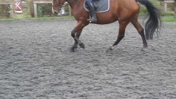 Siguiendo a caballo corriendo sobre la arena. Primer plano del semental galopando en el suelo mojado y fangoso. Movimiento lento — Vídeos de Stock