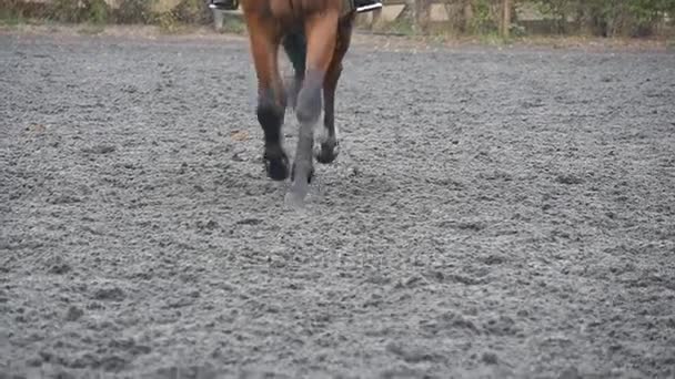 Volgen om te voet van het paard wordt uitgevoerd op het zand. Close up van de benen van hengst galopperen op de natte modderige grond. Slow motion — Stockvideo