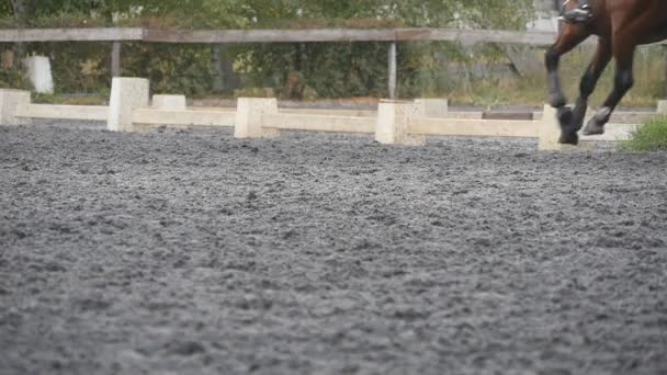 Pé de cavalo a correr na areia. Close up de pernas de garanhão galopando no chão enlameado molhado. Movimento lento — Vídeo de Stock