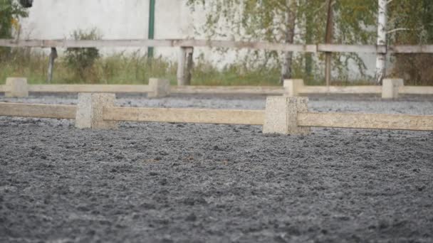 Pferdefuß, der auf dem Sand läuft. Nahaufnahme von Hengstbeinen, die auf dem nassen matschigen Boden galoppieren. Zeitlupe — Stockvideo