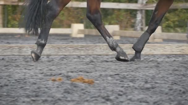 Pie de caballo corriendo sobre la arena. Cierre de piernas de semental galopando en el suelo mojado y fangoso. Movimiento lento — Vídeos de Stock