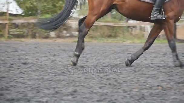 Pie de caballo corriendo sobre la arena. Cierre de piernas de semental galopando en el suelo mojado y fangoso. Movimiento lento — Vídeos de Stock