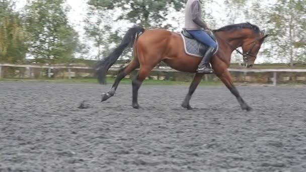 若い男、屋外の乗馬です。馬が牧場で馬術学校で起こっている夏の日の男性騎手。背景の美しい自然。種牡馬をクローズ アップ。動物のための愛。スローモーション — ストック動画