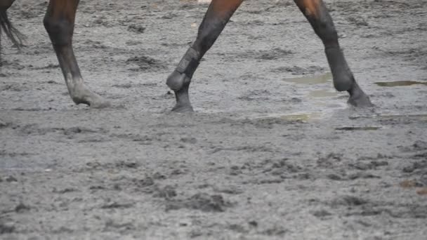 Pie de caballo caminando sobre la arena. Primer plano de las piernas que van en el suelo mojado fangoso en Manege en la granja. Siguiendo por semental. Primer plano: cámara lenta — Vídeos de Stock