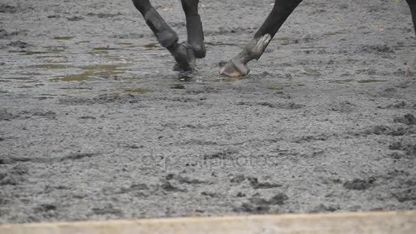 Voet van paard lopen op het zand. Close up van benen, gaande van de natte modderige grond op de manege op boerderij. Aanleiding voor de hengst. Close-up van Slow motion — Stockvideo