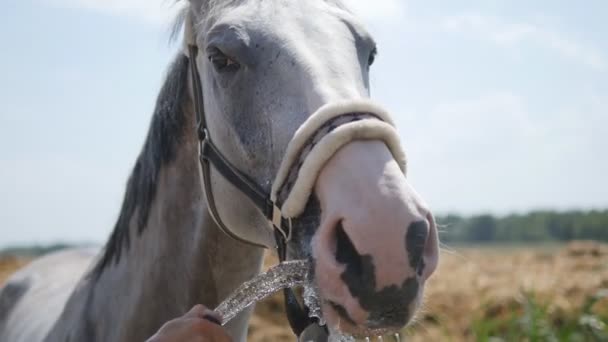 Man houdt slang met water stroom uit in de buurt van paard snuit. Paard drinkwater uit spuitmond op een warme zomeravond. Close-up — Stockvideo