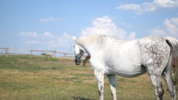 Grubu otlayan çayır on atların. Atlar ayakta ve alanında yeşil çim yeme. Yakın çekim — Stok video