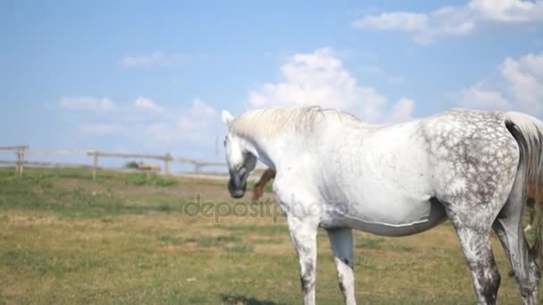 牧草地に放牧の馬のグループ。馬が立っているとフィールドの緑の草を食べるです。クローズ アップ — ストック動画