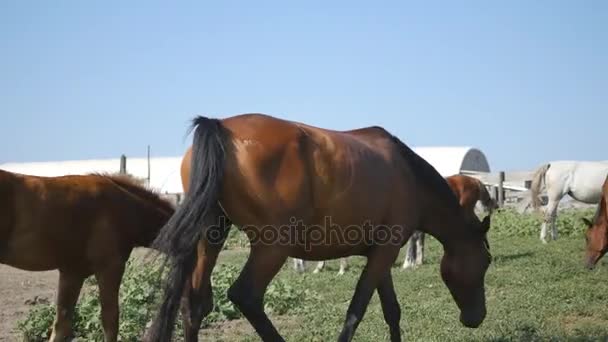 Gruppen av hästar betar på ängen. Hästar promenader och äta grönt gräs i fältet. Närbild — Stockvideo