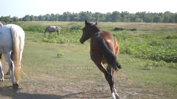 Groupe de chevaux broutant sur la prairie. Les chevaux marchent et galopent dans les champs. Ferme là. Vue arrière arrière 