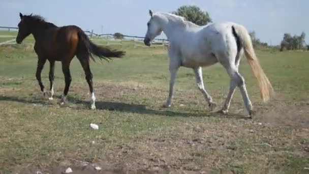 牧草地に放牧の馬のグループ。馬が歩いて、フィールドの緑の草を食べるします。クローズ アップ — ストック動画