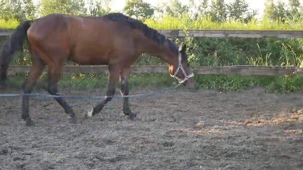 Häst går på sanden. Häst med rep är joggar runt på riding område. Närbild av brun häst gå på våta leriga marken. — Stockvideo