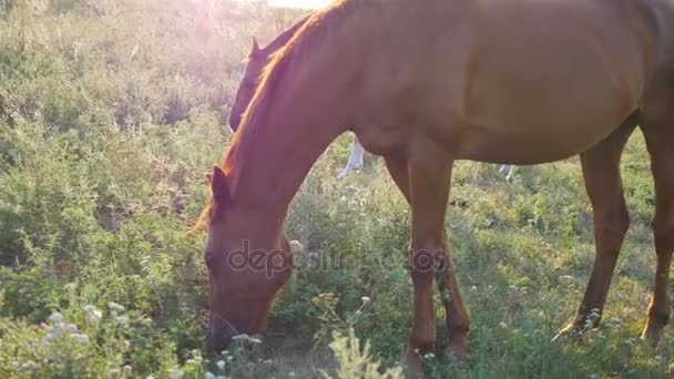 Dois cavalos a pastar no prado. Os cavalos estão a comer erva verde no campo. Close-up — Vídeo de Stock