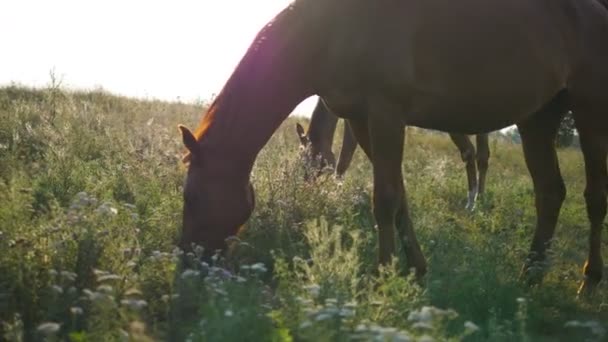 Dos caballos pastando en el prado. Los caballos están comiendo hierba verde en el campo. Primer plano — Vídeo de stock