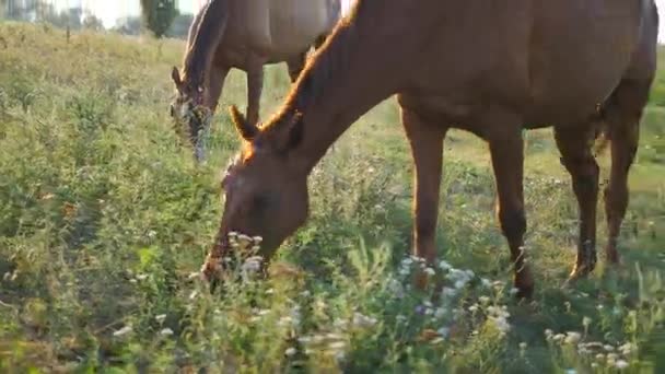 Deux chevaux qui paissent dans la prairie. Les chevaux mangent de l'herbe verte dans les champs. Gros plan 