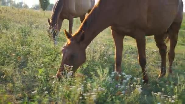 Два коні пасуться на лузі. Коні їдять зелену траву в полі. Крупним планом — стокове відео