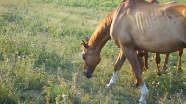 Dos caballos pastando en el prado. Los caballos están comiendo hierba verde en el campo. Primer plano — Vídeos de Stock