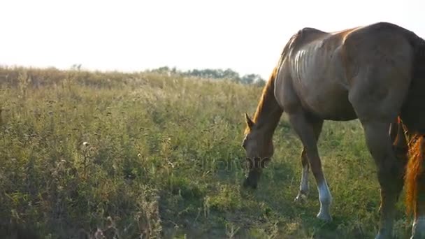 Deux chevaux qui paissent dans la prairie. Les chevaux mangent de l'herbe verte dans les champs. Gros plan 