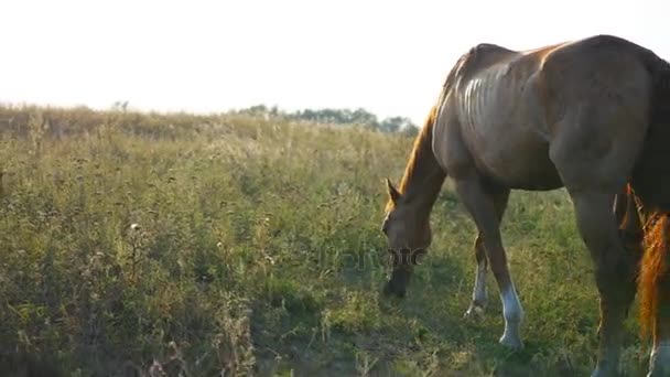 Dois cavalos a pastar no prado. Os cavalos estão a comer erva verde no campo. Close-up — Vídeo de Stock