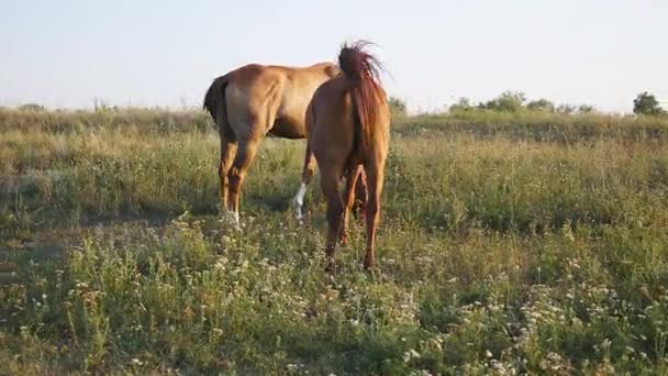 Dos caballos pastando en el prado. Los caballos están comiendo hierba verde en el campo. Primer plano. Vista trasera trasera — Vídeo de stock