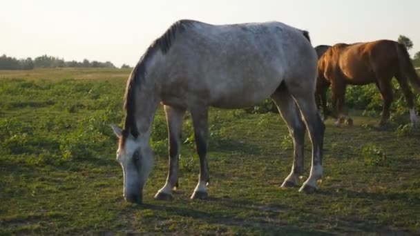 牧草地に放牧の馬のグループ。馬が歩いて、フィールドの緑の草を食べるします。クローズ アップ — ストック動画