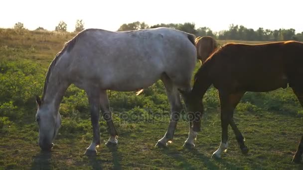Adult mare och ung ponny betar på ängen. Hästar är promenader och äta grönt gräs i fältet. Närbild — Stockvideo