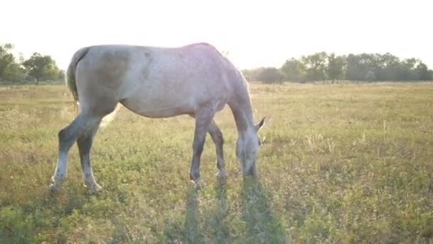 White horse pasące się na łące. Koń jest chodzenie i jedzenie zielona trawa w polu. Z bliska — Wideo stockowe