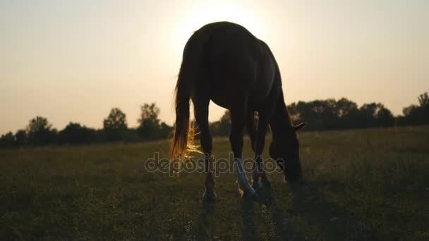 Cheval brun pâturant sur la prairie au lever du soleil. Cheval marche et mange de l'herbe verte dans le champ. Ferme là. Beau fond — Video