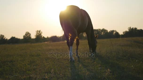 Pâturage à cheval sur la prairie au lever du soleil. Cheval marche et mange de l'herbe verte dans le champ. Ferme là. Beau fond 