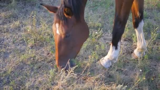 茶色の馬は、牧草地で放牧します。馬は、フィールドの緑の草を食べています。クローズ アップ — ストック動画