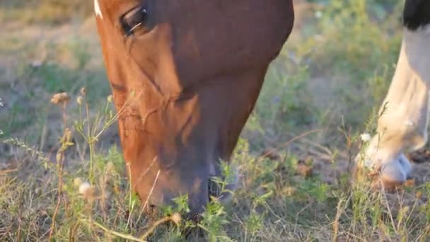 茶色の馬は、牧草地で放牧します。馬は、フィールドの緑の草を食べています。クローズ アップ — ストック動画