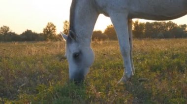 White horse çayır üzerinde otlatma. At yeşil çim alanı yiyor. Yakın çekim