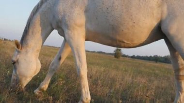 White horse çayır üzerinde otlatma. At yürüyüş ve alanında yeşil çim yeme. Yakın çekim