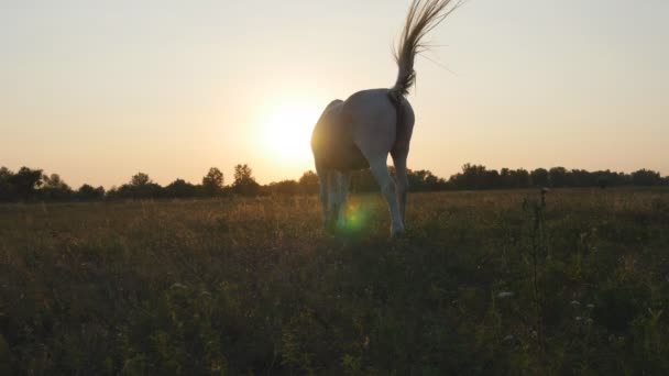 Horse grazing on the meadow at sunrise. Horse is walking and eating green grass in the field. Close up. Beautiful background — Stock Video