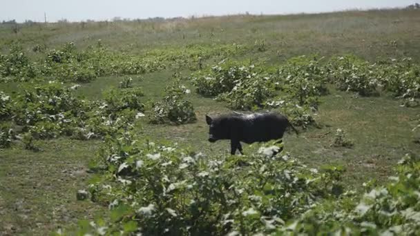 Piccolo maialino che corre in un campo agricolo in campagna — Video Stock