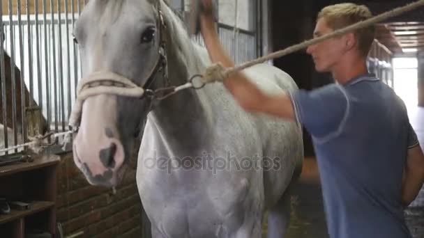 Un jeune garçon nettoie un corps de cheval dans une stalle. L'homme nettoie un cheval blanc de la poussière et de la saleté avec une brosse. Prendre soin des animaux. Club d'équitation. Gros plan, gros plan — Video