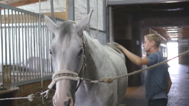 Un jeune garçon nettoie un corps de cheval dans une stalle. L'homme nettoie un cheval blanc de la poussière et de la saleté avec une brosse. Prendre soin des animaux. Club d'équitation. Gros plan, gros plan — Video