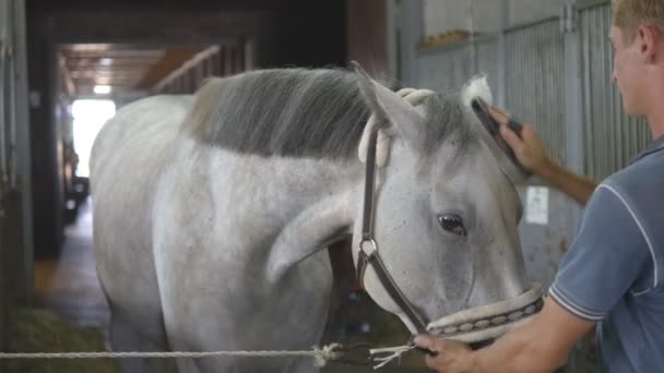 Un jeune garçon nettoie une tête de cheval dans une stalle. L'homme nettoie un cheval blanc de la poussière et de la saleté avec une brosse. Prendre soin des animaux. Club d'équitation. Gros plan, gros plan 