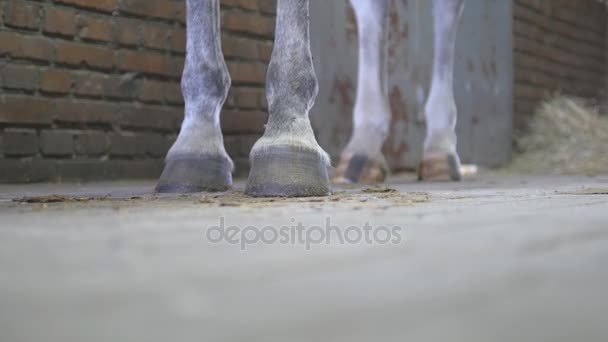 马的脚站在稳定。特写 — 图库视频影像