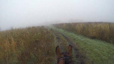 İlk kişi görünümü bir at sürme. Bakış açısı, Aygır, doğa yürüyüş binici. POV hareket. Yakın çekim