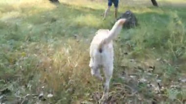 Genç adam için alanında çalışan bir köpek takip. Labrador veya onun erkek sahip doğa açık arkasında koşu ve kuyruk sallama altın geri almak. Arka arkadan görünüm