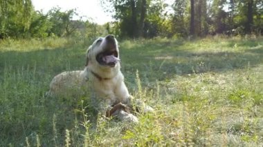 Köpek doğurmak labrador veya yeşil çim çim üzerinde yalan altın geri almak. Evcil hayvan ağzını açma ve yoğun ısı nefes Dil Gösterilen. Arka plan, doğa. Yakın çekim