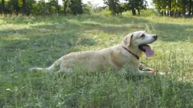 Köpek doğurmak labrador veya yeşil çim çim üzerinde yalan altın geri almak. Evcil hayvan ağzını açma ve yoğun ısı nefes Dil Gösterilen. Arka plan, doğa. Yakın çekim
