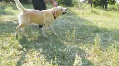 Genç adam ve iskambil ile ahşap köpek açık doğa sopa. Labrador veya altın geri almak ve onun erkek sahip yeşil çayır, birlikte vakit geçirmek. Adam ve evcil hayvan. Yakın çekim