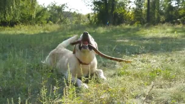 Labrador o recuperador dorado comiendo palo de madera al aire libre. Animal masticar y morder un palo en la naturaleza. Perro jugando afuera. Paisaje de verano al fondo. De cerca. — Vídeo de stock